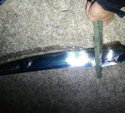 サバ、太刀魚多め