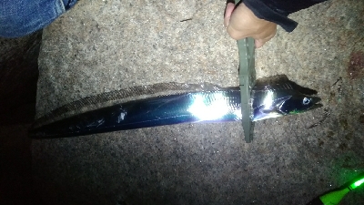 サバ、太刀魚多め