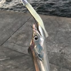 タチカッターにもめげずにFLAP