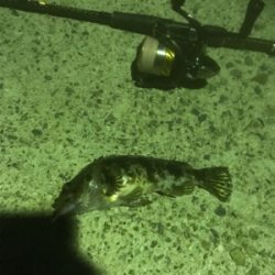 エギング断念からのいつもの場所で短時間