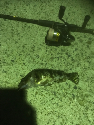 エギング断念からのいつもの場所で短時間