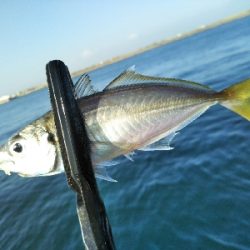 青物はいません