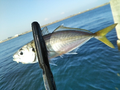 青物はいません