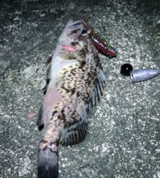 ルアー釣りでサバが！？