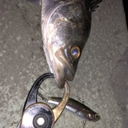 シーバス乱舞！