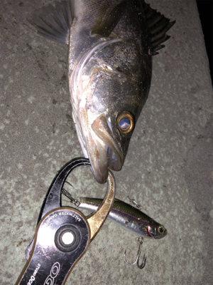 シーバス乱舞！