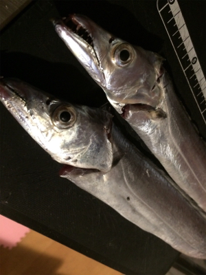 マリンピア沖洲のタチウオ