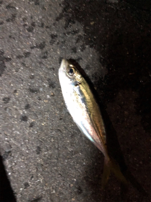 アジュールアジング