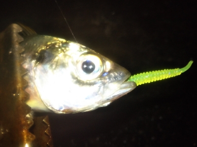 アジング楽し♪