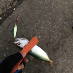 マイクロジギングとジギングタチウオ