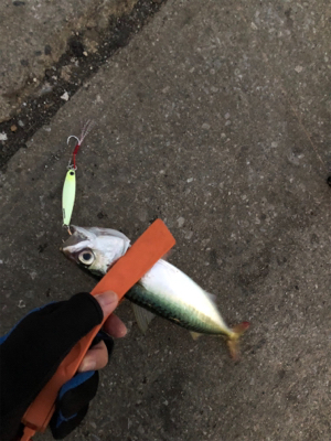 マイクロジギングとジギングタチウオ