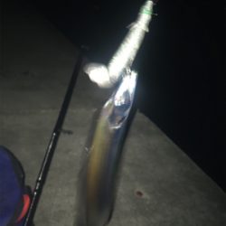 満潮の月夜でのタチウオ釣行