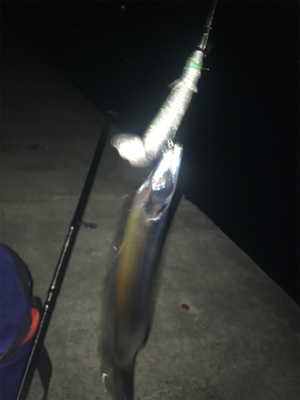 満潮の月夜でのタチウオ釣行