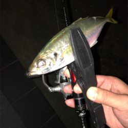 アジを求めて②