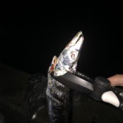 タチウオボチボチ