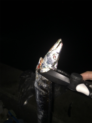 タチウオボチボチ