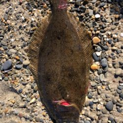 初ヒラメ＆カレイ＆ダイナンウミヘビ