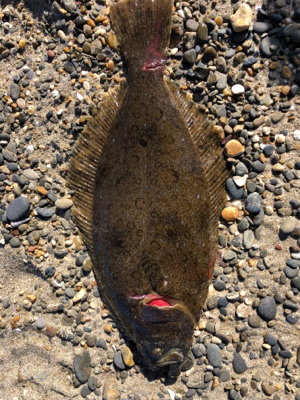 初ヒラメ＆カレイ＆ダイナンウミヘビ