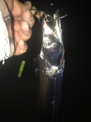 短時間釣行で。