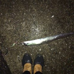 雨タチウオ好調!