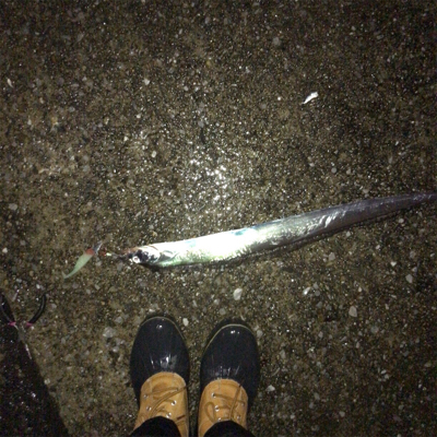 雨タチウオ好調!