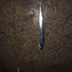 タチウオ釣ったどー！