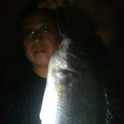 綺麗なキビレちゃん