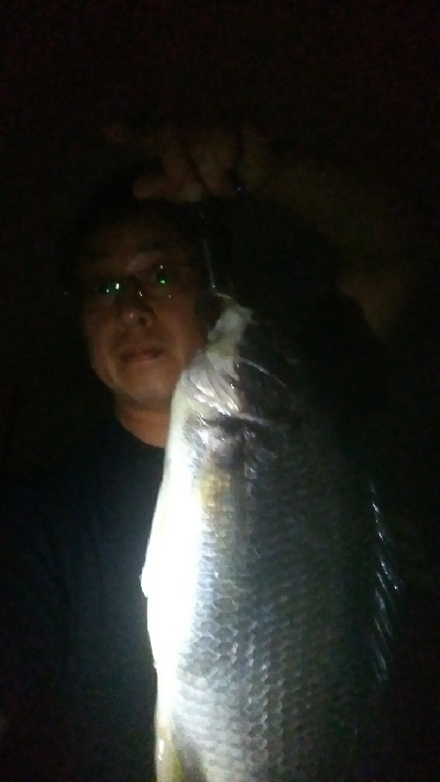 綺麗なキビレちゃん