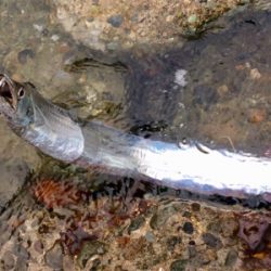 LSJigginger0658〜0735