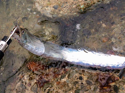 LSJigginger0658〜0735