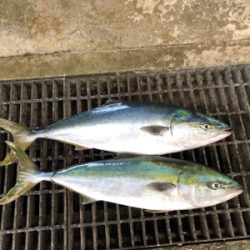 ハマチ釣れました