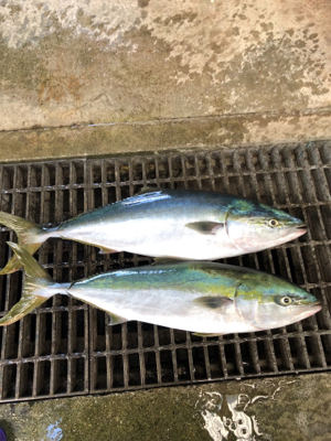 ハマチ釣れました