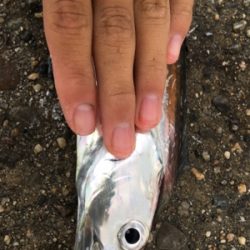 朝マズメのタチウオ