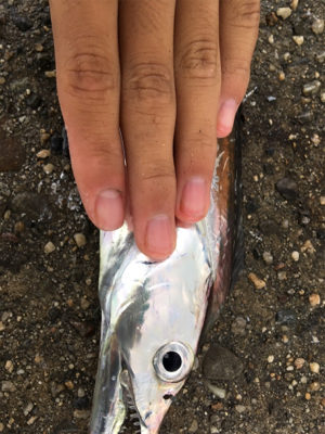 朝マズメのタチウオ