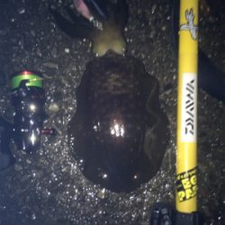 エギングパーティー！