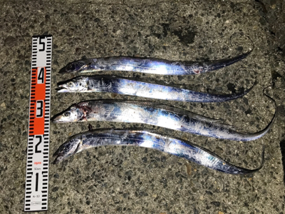 太刀魚は大きくなってます