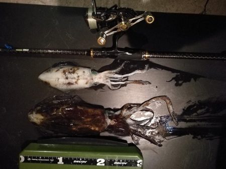 アオリイカ調査