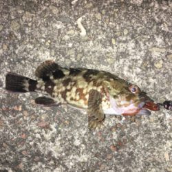 デカガシラ3連チャン！おまけ付き