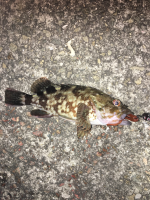 デカガシラ3連チャン！おまけ付き