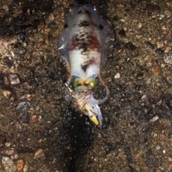 おそらく10月最後のエギング