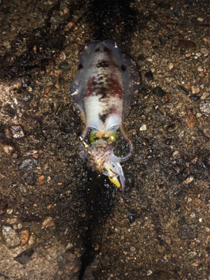 おそらく10月最後のエギング