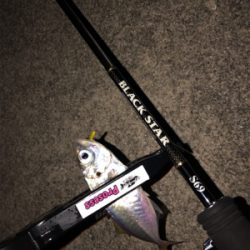 神戸湾奥アジング