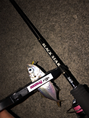 神戸湾奥アジング