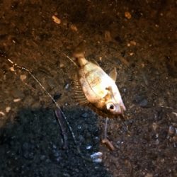 エギングとブラクリ