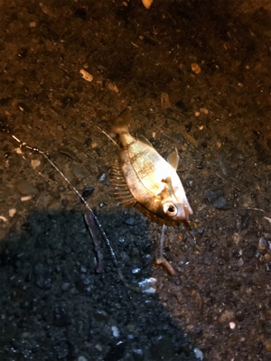 エギングとブラクリ