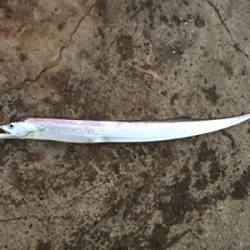 まだF2サイズが〜！