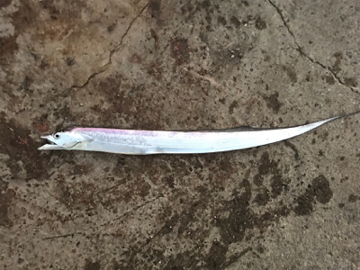 まだF2サイズが〜！