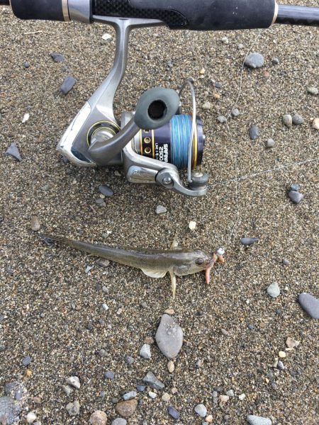 ハゼ釣りたのしー