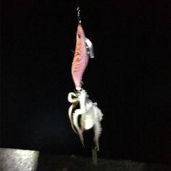 アオリちゃんはかしこい