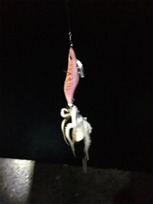 アオリちゃんはかしこい